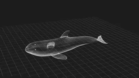 3D Wireframe Model of Whale in Digital Graphical Environment Stock Footage 343591438