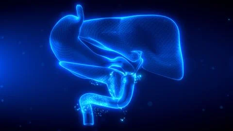 3D wireframe scan of hepatopancreatobiliary system in glowing holographic sty Illustrazione stock