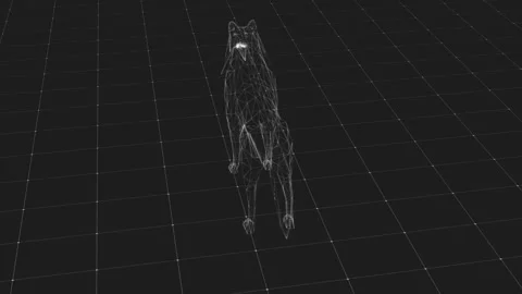 3D Wireframe Wolf Model in Dark Digital Grid Environment Distant View Stock Footage 342245158