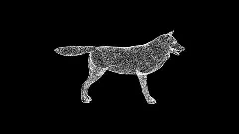 3D Wolf on black background. Wild Animal concept. Wild Wolf. Business Stock Illustration