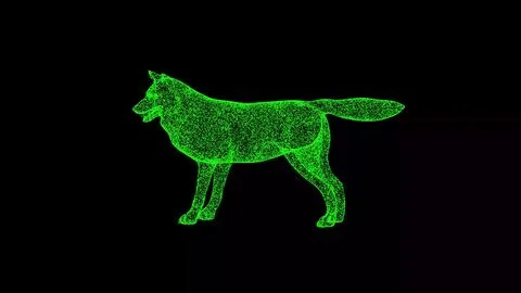 3D Wolf on black background. Wild Animal concept. Wild Wolf. Business Stock Illustration