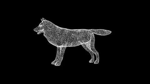 3D Wolf rotates on black background. Wild Animal concept. Wild Wolf. Business Video stock 265807250