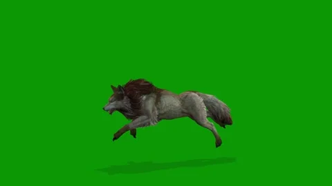 3D Wolf Run And Jump Left On Green Screen Rendering Animation Video stock 312113079