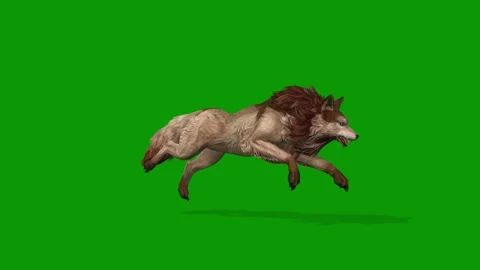 3D Wolf Run And Jump Right Side On Green Screen Rendering Animation Video stock 312113081