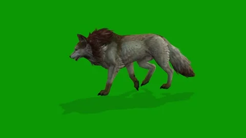 3D Wolf Walking Left Side On Green Screen Rendering Animation Video stock 312113076