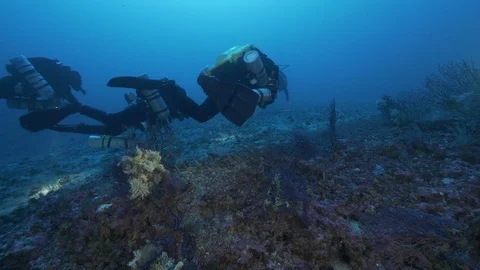 3divers light up the rocky seabed covered by gorgonians, Mediterranean Sea,Italy Stock Footage 115511200