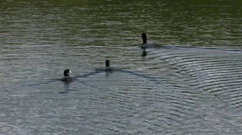 3ducks Видео 324814