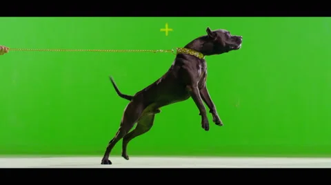 3K Real black pit bull dog barking. Green screen chroma key. Slow Motion. Stock Footage