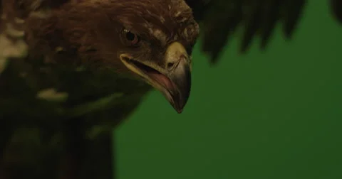 3k Shot of a brown eagle with its wings open on a green screen in slow motion Vidéo 67818990