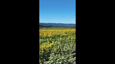 3K vertical video of a large sunflower field at Sauvie Island in Portland Oregon 스톡 동영상 318637876