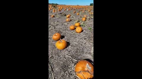 3K vertical video walking through wide pumpkin patch field at Sauvie Island Stock Footage 318638097
