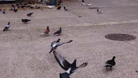 3Slomo pigeons3 Stock Footage 136502737