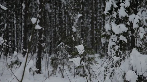 3Z 030219 forest3 Stock Footage 105223583