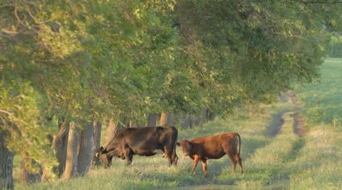 4 IN 1 EDIT Cow and calf grazing near deciduous tree Stock Footage 8366673
