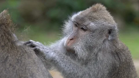 4 in 1 Monkey traying to find insects from an other monkey to eat them Stock Footage 91544732