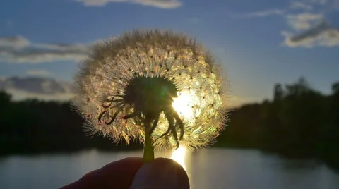 4 in 1 video! The hand take and hold the blowball by sky and lake background 스톡 동영상 50128052
