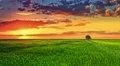 4 in 1 video! The picturesque sunset above the green wheat field, real time 4k or 4k+ Resolution