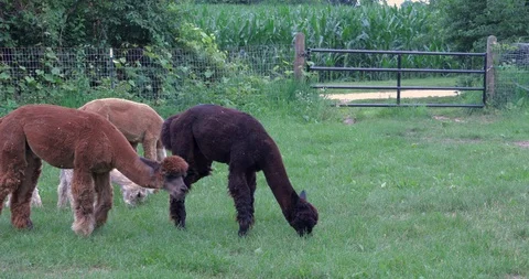 4 Alpacas Grazing Stock Footage 92548147