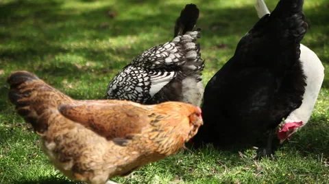 4 backyard Chickens Video stock 47522168