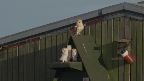 4 Barn Owl (Tyto alba) owlets enjoying the sun outside nest box, Norfolk Stock Footage 338320458