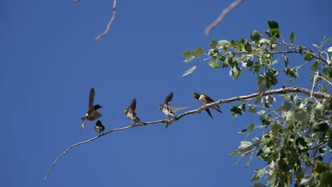 4 Barn Swallow Juveniles  flap with open mouth when parent feeds one Stock Footage 344770356