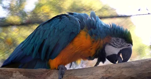 4 a beautiful large macaw parrot with blue-orange feathers and a large sharp Stock Footage 189487739