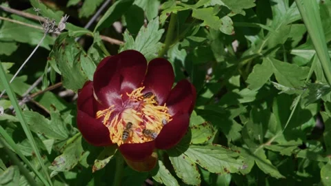 4 Bees foraging on wild peony, slow motion Stock Footage 340246613