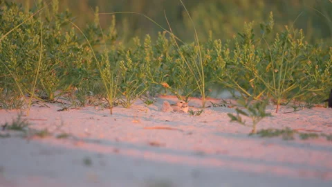 4 BLSK chicks Stock Footage 201577362