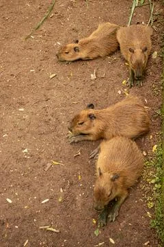 4 capybara cubs lying on the red soil Stock Photos