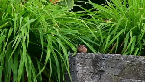 4 Chipmunk scratching on a rock Stock Footage 243383024