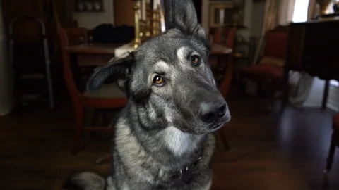 4 Clip Sequence of Dog Reactions | Head Tilt Vídeo Stock 88605148