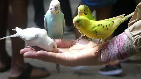 4 Colourful canary bitd feed on a womans palm. Stock Footage 155591613