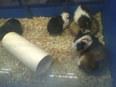4 cute peruvian guinea pigs, each one do what they want Stock Footage 161212162