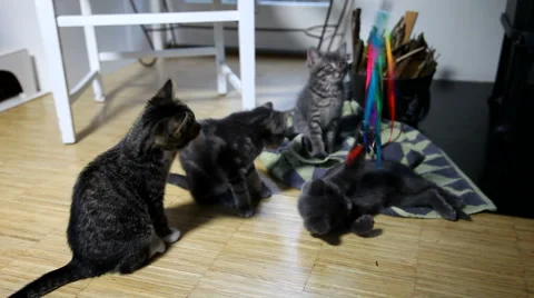 4 Cute playful kittens having fun together Video stock 44582312