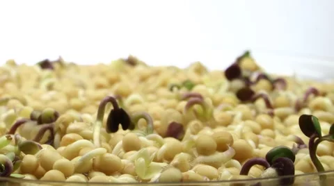 4 day TIME LAPS : Mustard seed germination 스톡 동영상 59607937