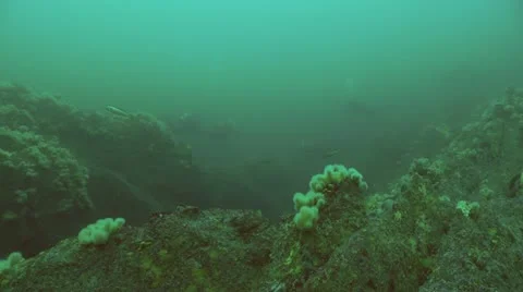 4 divers wide Stock-Footage 12471281