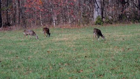 4 Does Feeding in a Field Stock Footage 83323610