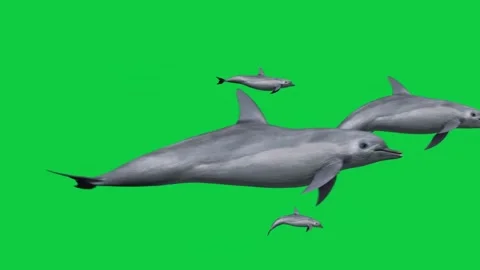 4 Dolphin Animation – Green Screen Overlay Graphic Element Stock Footage 333715856
