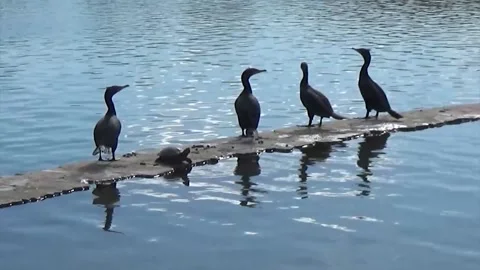 4 Double-Crested Cormorants and Turtle on Platform in Water, Steele Park Phoenix Stockbeeldmateriaal 162099963