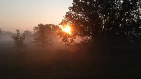 4 drone flying to the sun through the trees and morning fog 3 Video stock 114350370