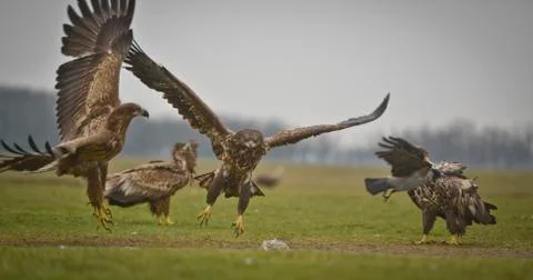 4 eagles action Stockfoto's