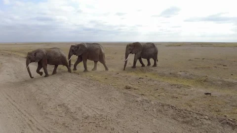 4 elephants in a row passing by Stock Footage 283176678