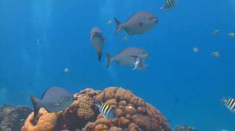 4 fish swimming by camera Stock Footage 647333