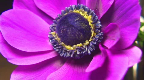 4 - Flowers Stock Footage 105412