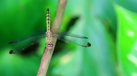 4 Stock Footage 10833403