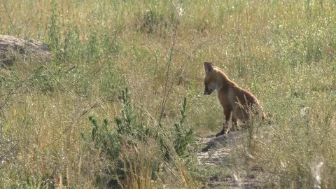 4 fox sniffs danger while mom gets food Video stock 115690926