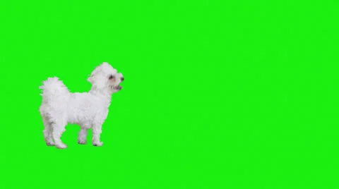 4 gestures of a white dog on reen screen Stock Footage 30432928