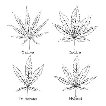 4 grades of cannabis leaf set . Stock Illustration