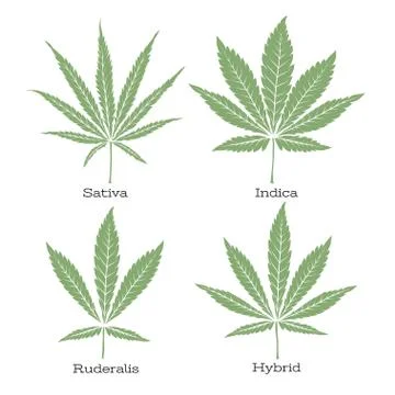 4 grades of cannabis leaf set . Illustrazione stock