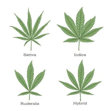4 grades of cannabis leaf set . Illustrazione stock
